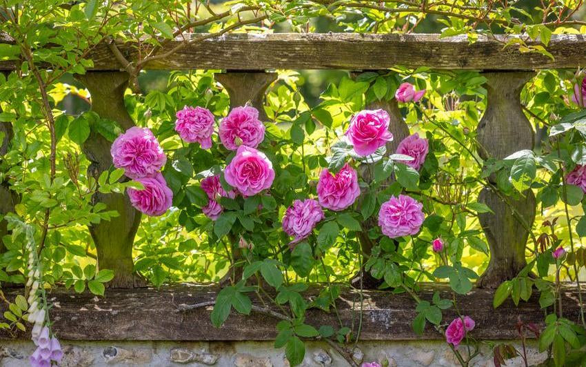 The Fragrance of the World's Favourite Rose | David Austin
