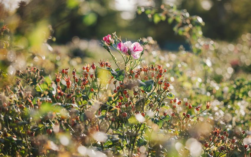 Using Rose Hips for Christmas | David Austin