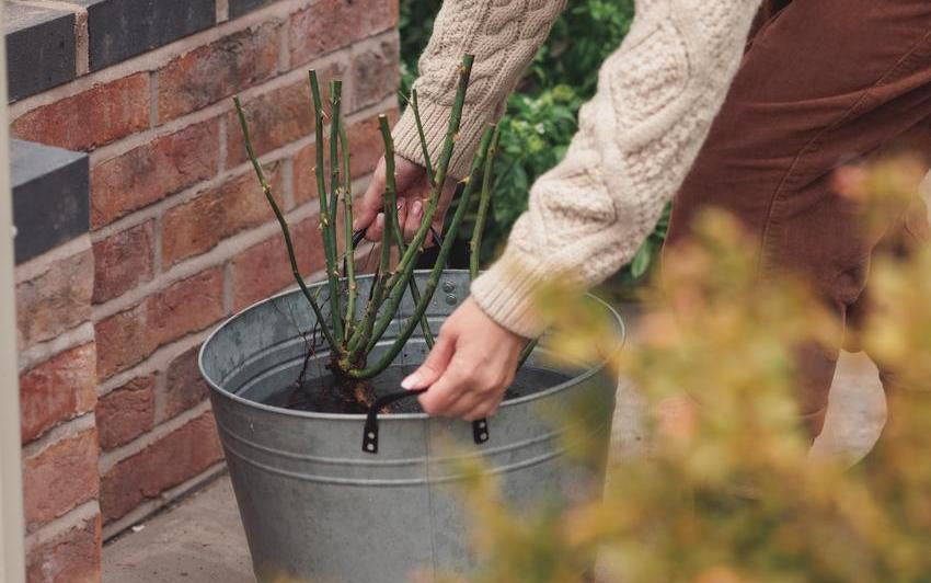 Woman picking up a bare root rose in a bucket of water