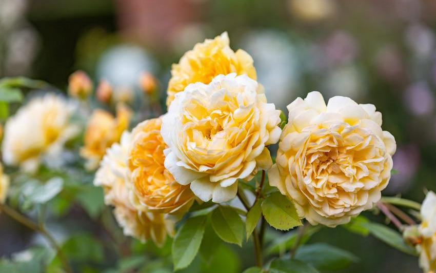 Bring Me Sunshine orange and yellow English shrub rose