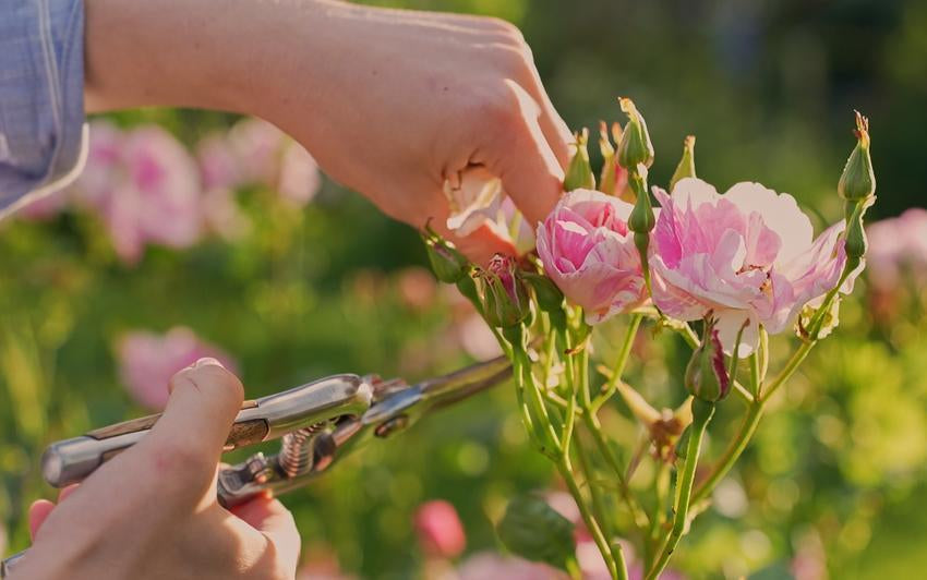 A Masterclass in Deadheading Roses: How to Prolong the Perfect Bloom