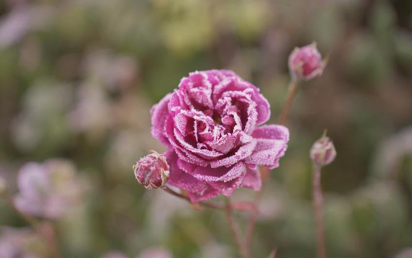 Frosty-Penelope-Lively pink rose