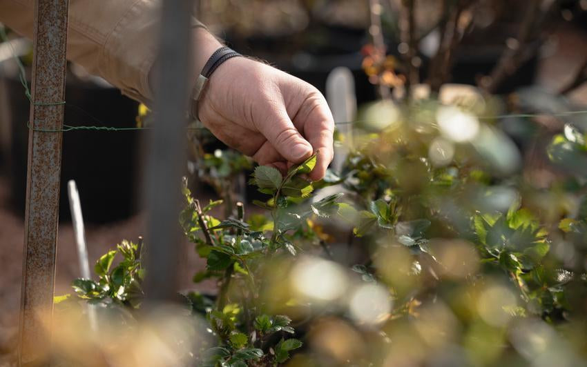 Spring at David Austin® Roses: A Seasonal Update