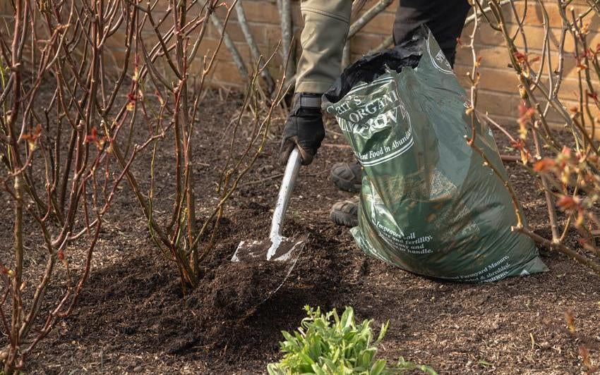 Person using a spade to mulch a rose