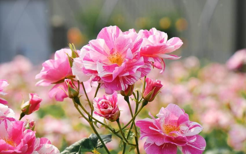 The King's Rose (Ausa27a16): A New Chapter in the Garden | David
