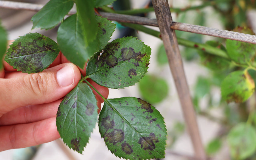 Downy mildew shown of a rose lead