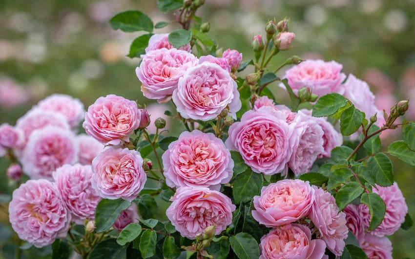 Antique調Roseドライタッチハーフリース Eustacia Vye® (Ausegdon), a rose inspired by Hardy's heroine
