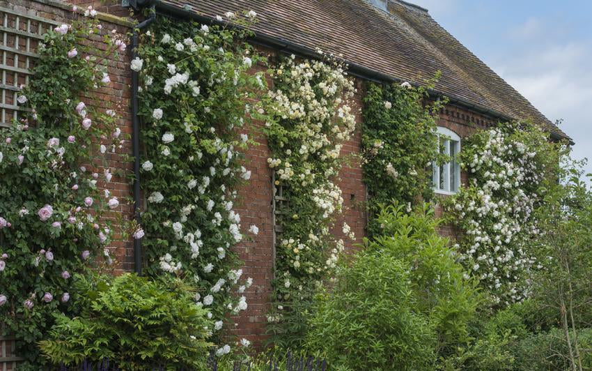 Creating A Living Wall With Climbing Roses