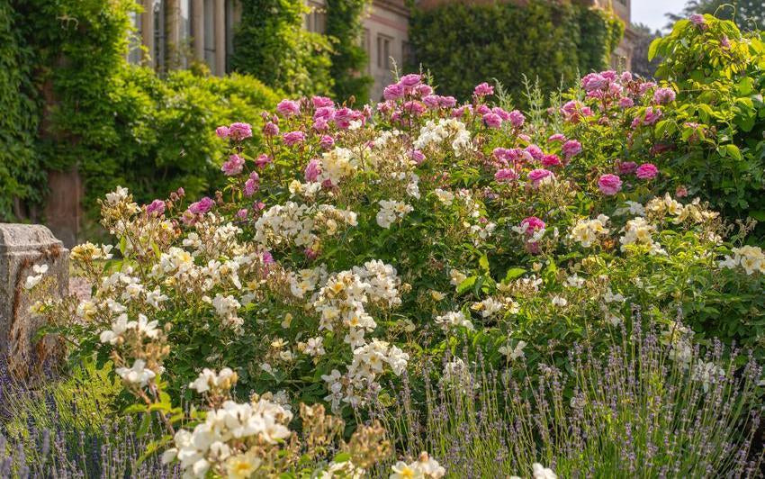 Rose Season Is Here - Roses, Fragrance and Long Summer Days