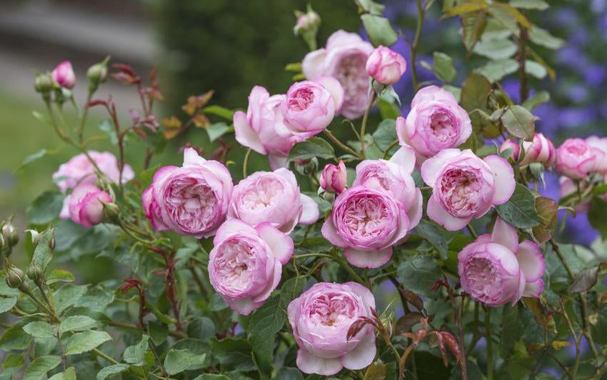 The Heart of a Romantic Border: Why Mill on the Floss Belongs in Your Garden
