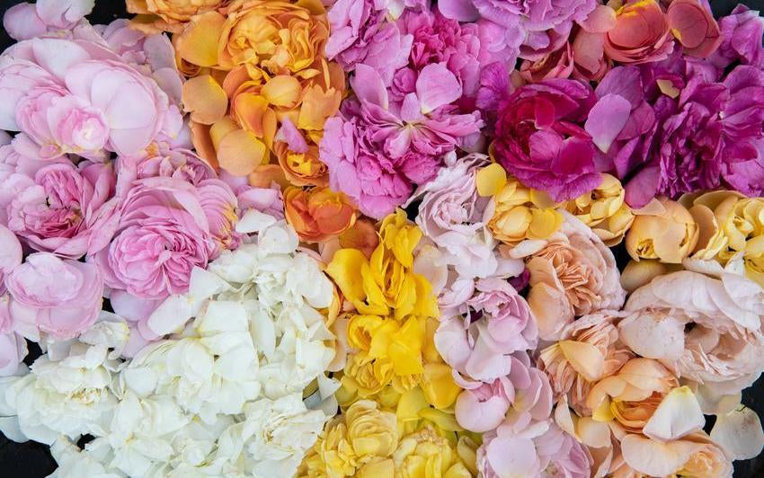 Multicolour display of English rose petals by David Austin