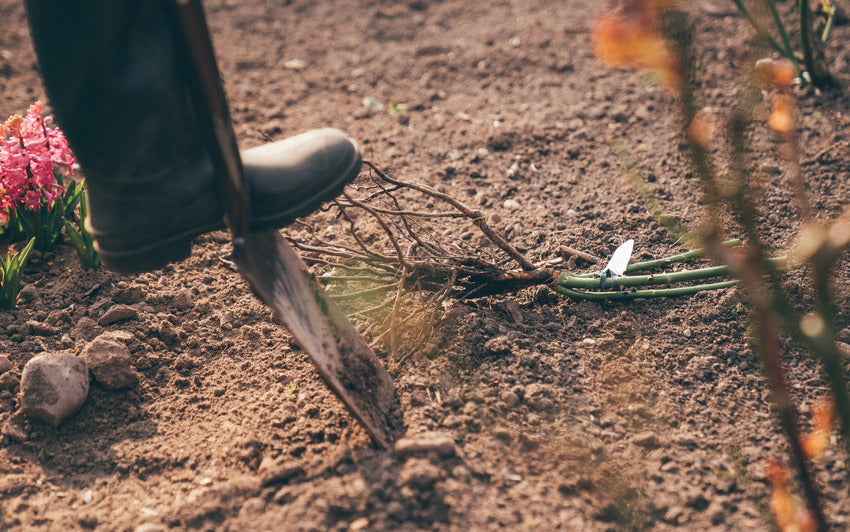 Person's boot on top of a gardening spade in the ground with a bare root rose bred by David Austin on the ground