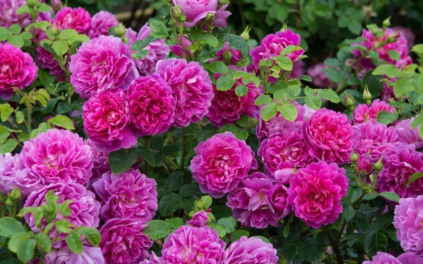 Princess Anne pink rose bred by David Austin