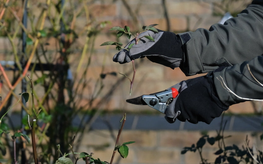 Pruning English Shrub And Climbing Roses For Abundant Blooms