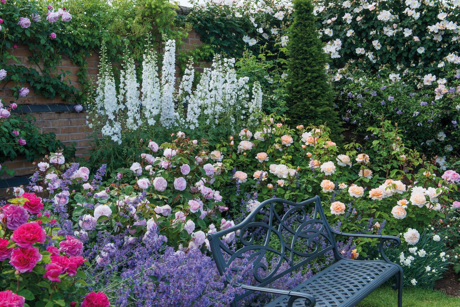 Finding the Right Rose for Your Garden: Choosing the Perfect Spot