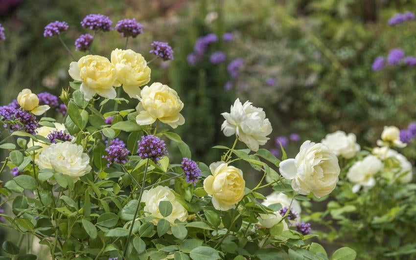 Using Yellow Roses to Bring Light and Warmth to the Garden
