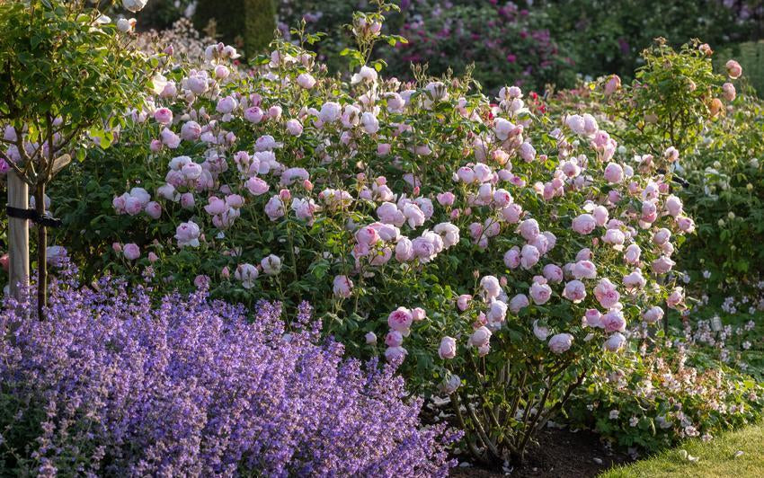 Our Longest Flowering Roses for Continuous Summer Colour