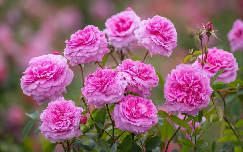 ＊*..Rose garden..＊°.. 優しい彩り　プリザーブドフラワー Rose garden..＊°.. 優しい彩り プリザーブドフラワーの通販はau PAY