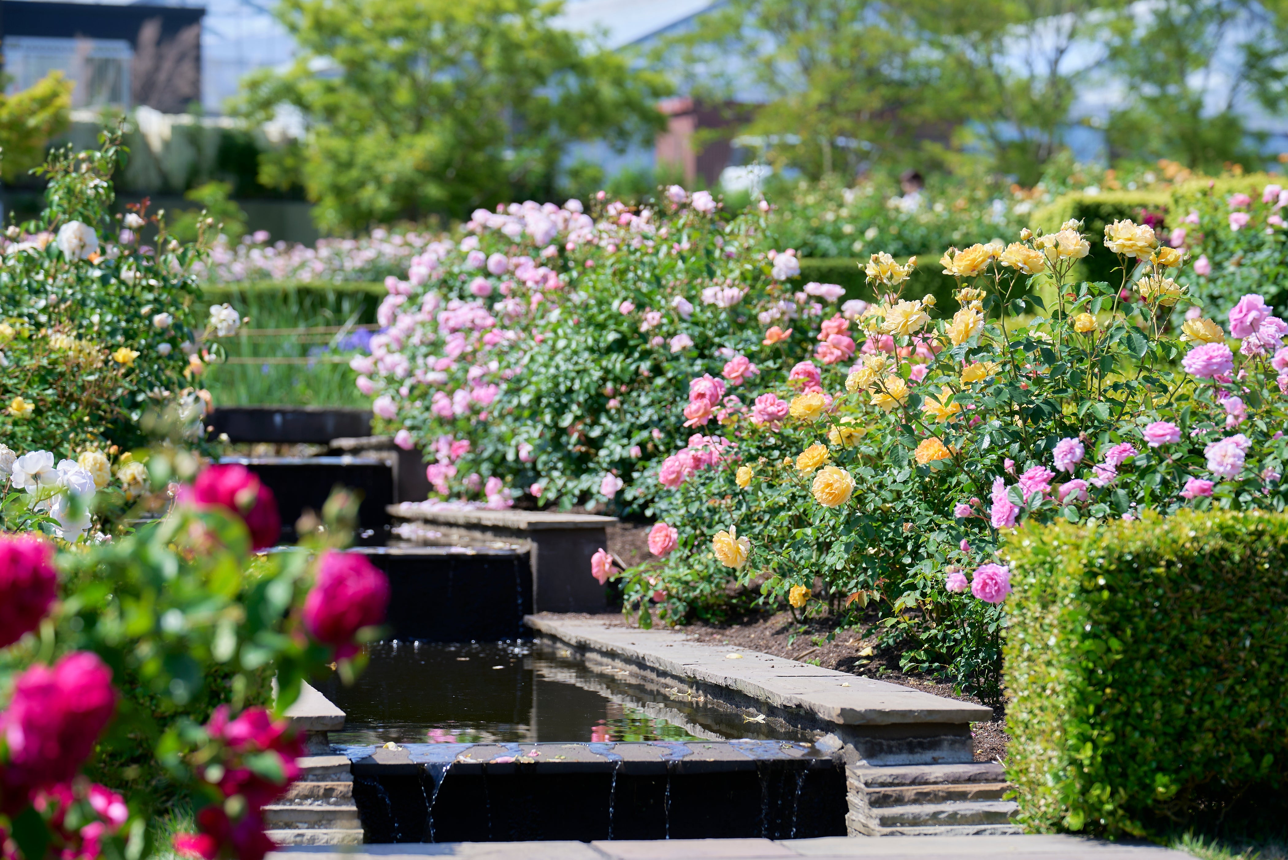 Gertrude Jekyll® (Ausbord) Around the World | David Austin
