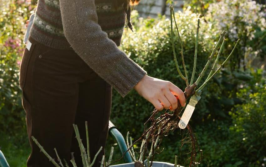 Why the Best Rose Gardens Begin in Winter