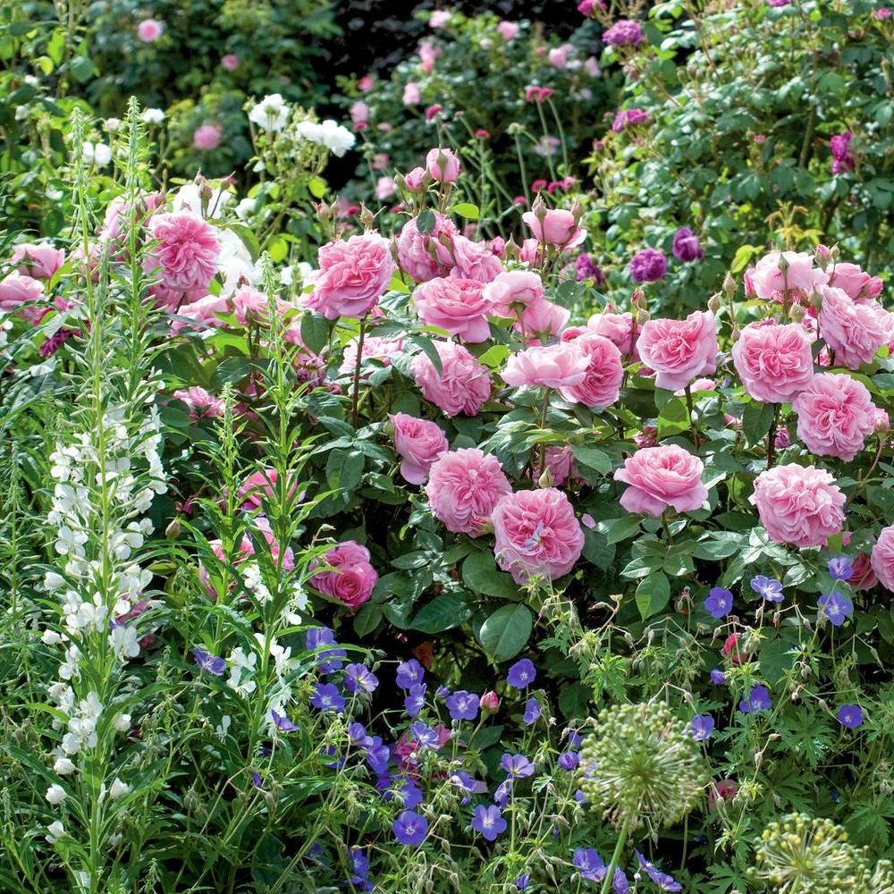 Gertrude Jekyll rose bred by David Austin planted with companion plants
