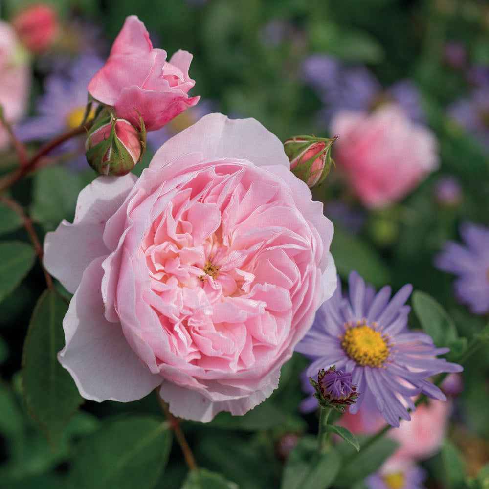 Wisley pink rose bred by David Austin with purple companion plant Asters
