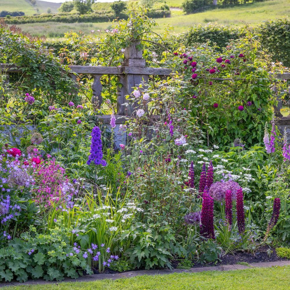 English roses displayed in a garden setting with companion plants