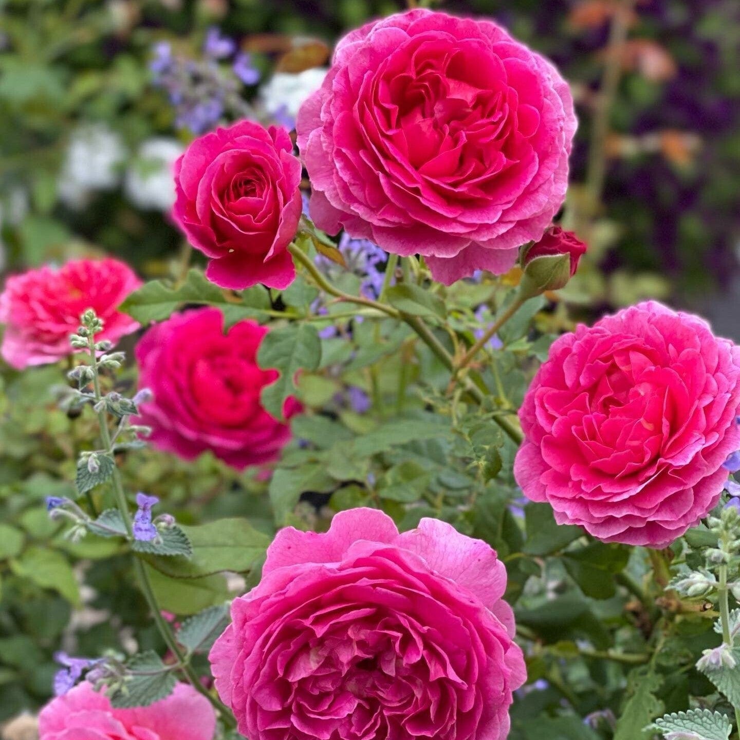 Gabriella Top - Spanish Rose - Size XL