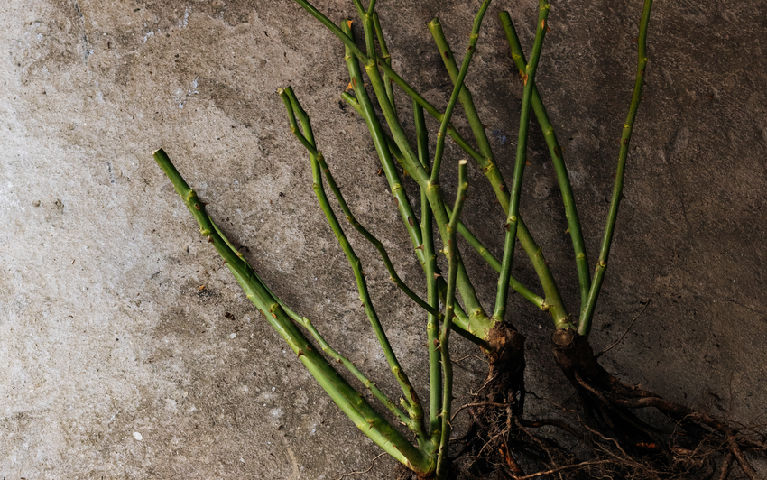 A cluster of bare root roses showing thick green stems and roots, laid on a textured grey concrete surface.