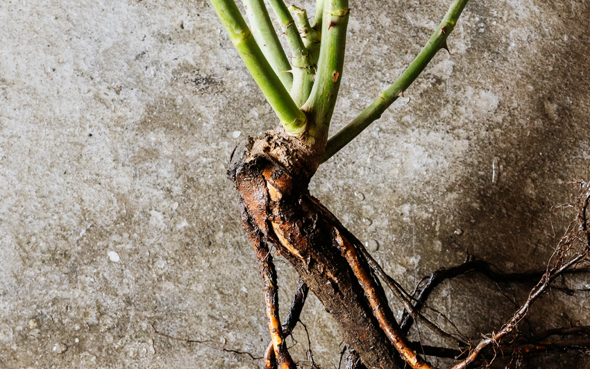 A close-up of a bare root rose's bud union with green stems and a thick brown root system, photographed against a textured grey concrete background.