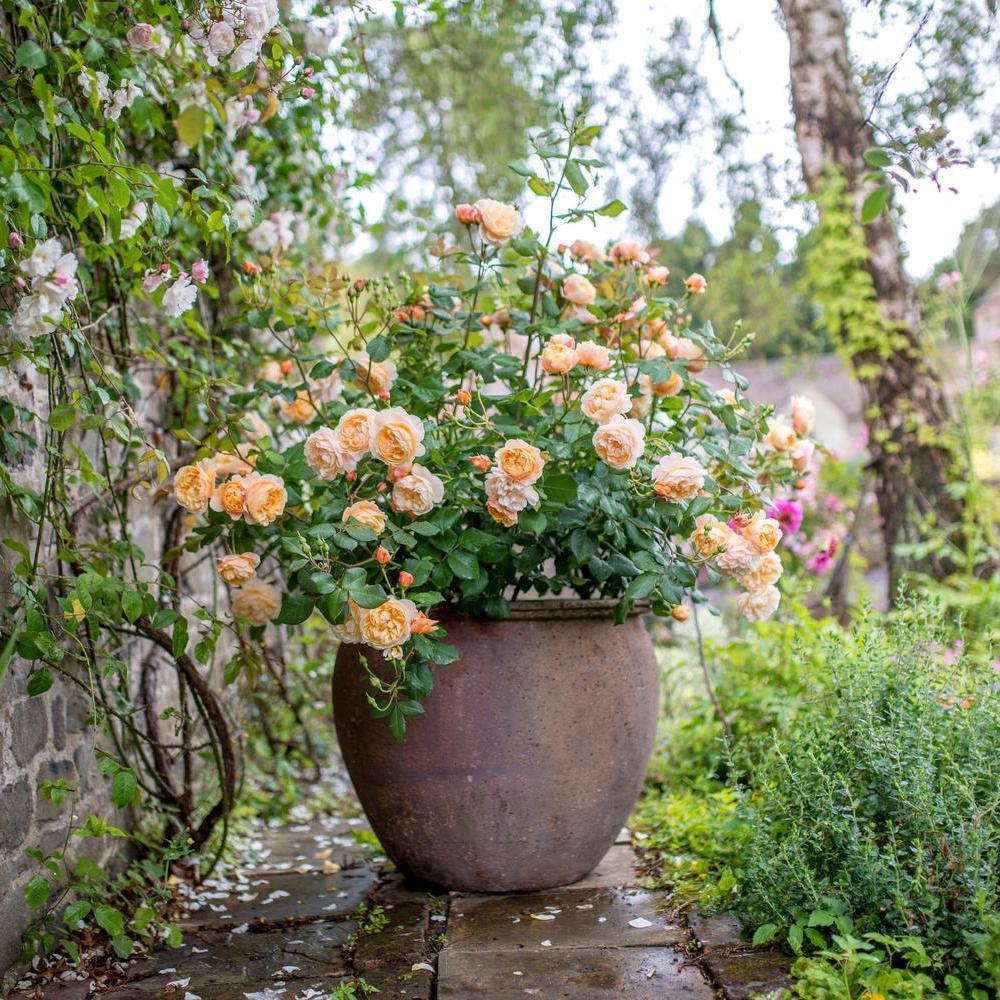 Roald Dahl rose bred by David Austin in a pot