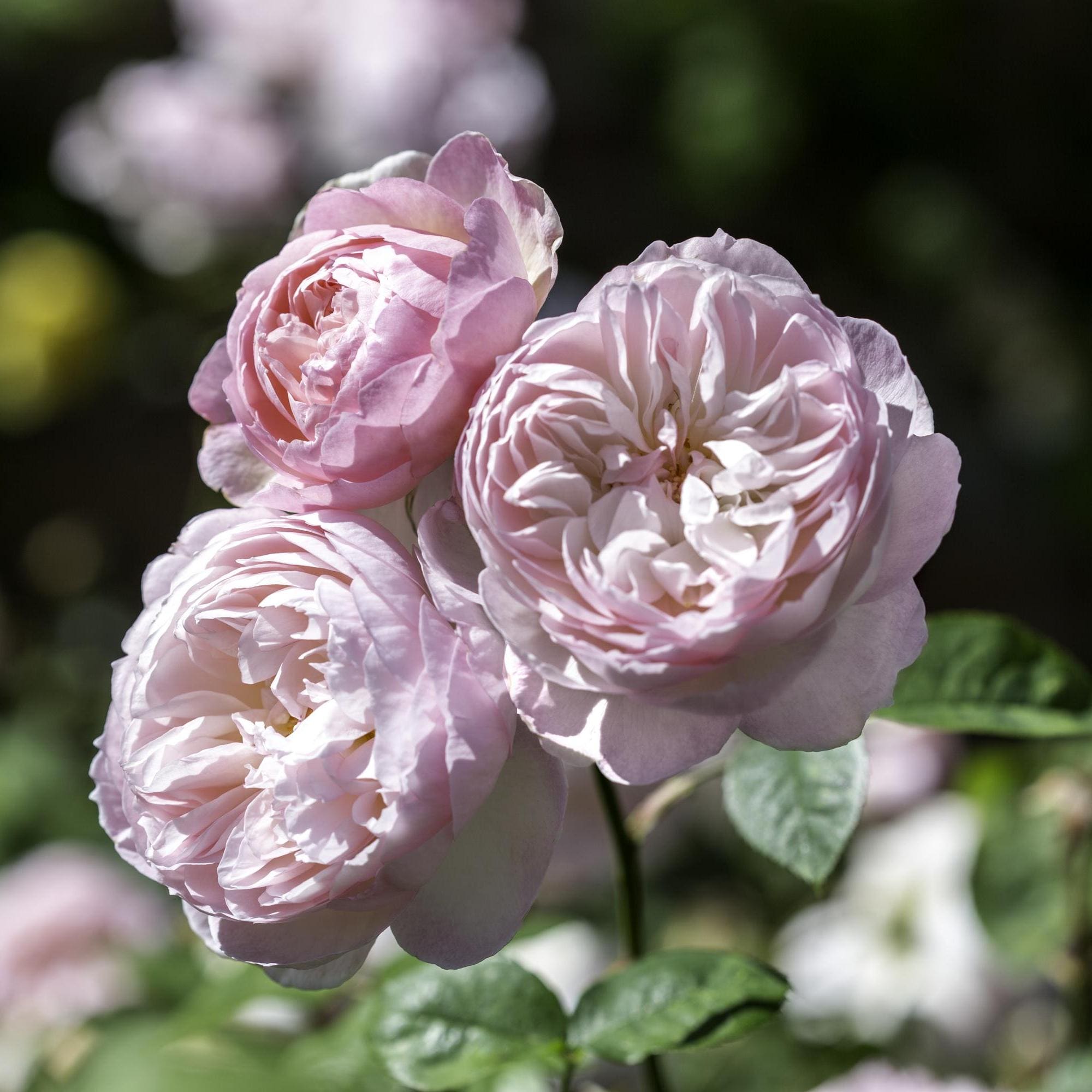 Gentle Hermione (Ausrumba) | English Shrub Rose | David Austin Roses