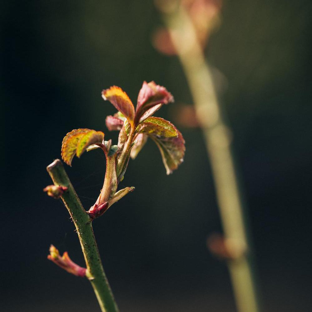 English shrub rose bred by David Austin with new growth