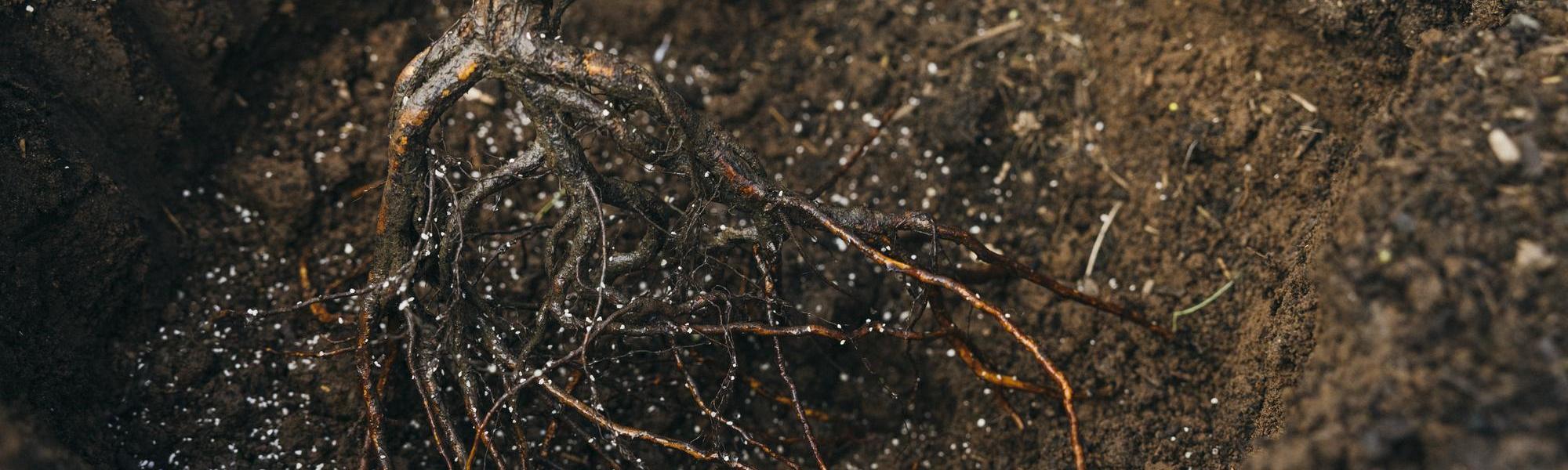 close up shot of bare root rose