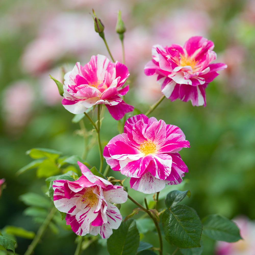 The King's Rose bred by David Austin pink and white stripe
