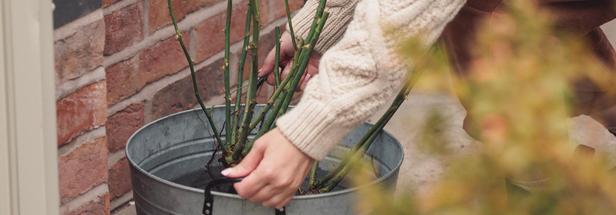 Woman picking up a bare root rose in a bucket of water