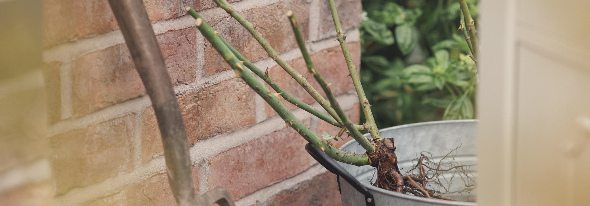 Bare root rose bred by David Austin in a bucket of water in a greenhouse