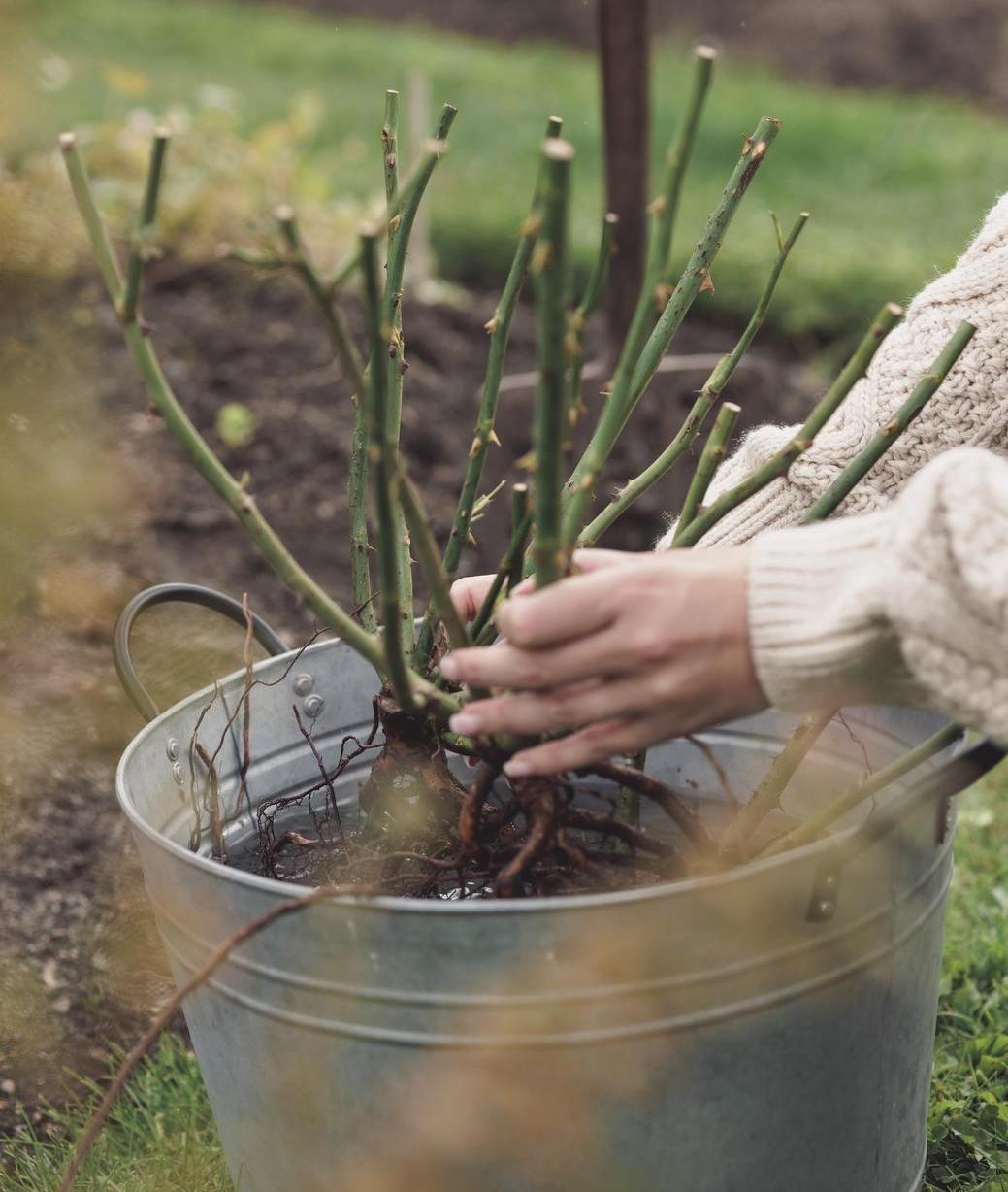 Close up shot of bare root roses in a bucket of water