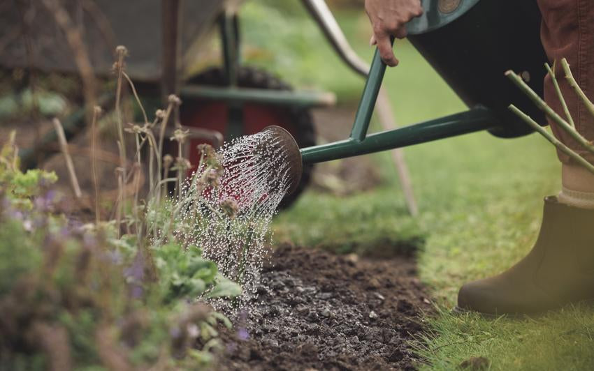 Person watering a bare root rose in the ground