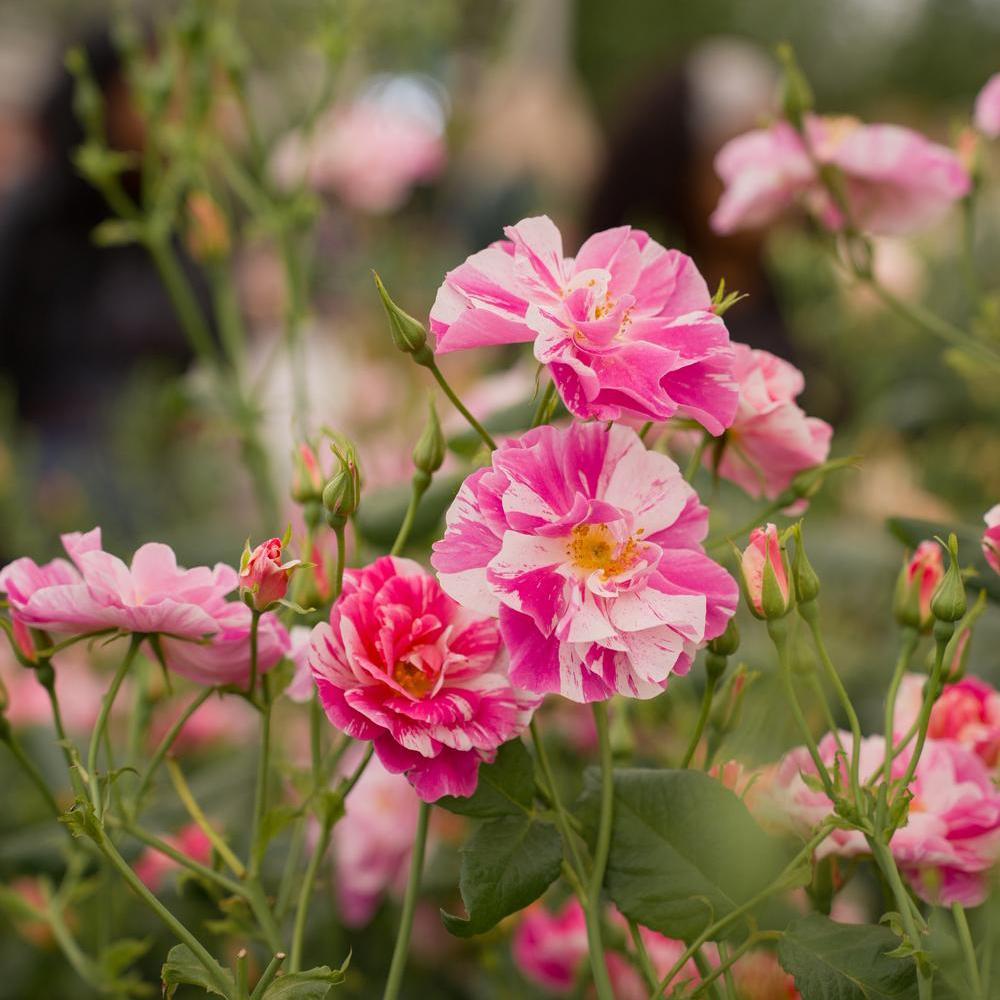 The King's Rose