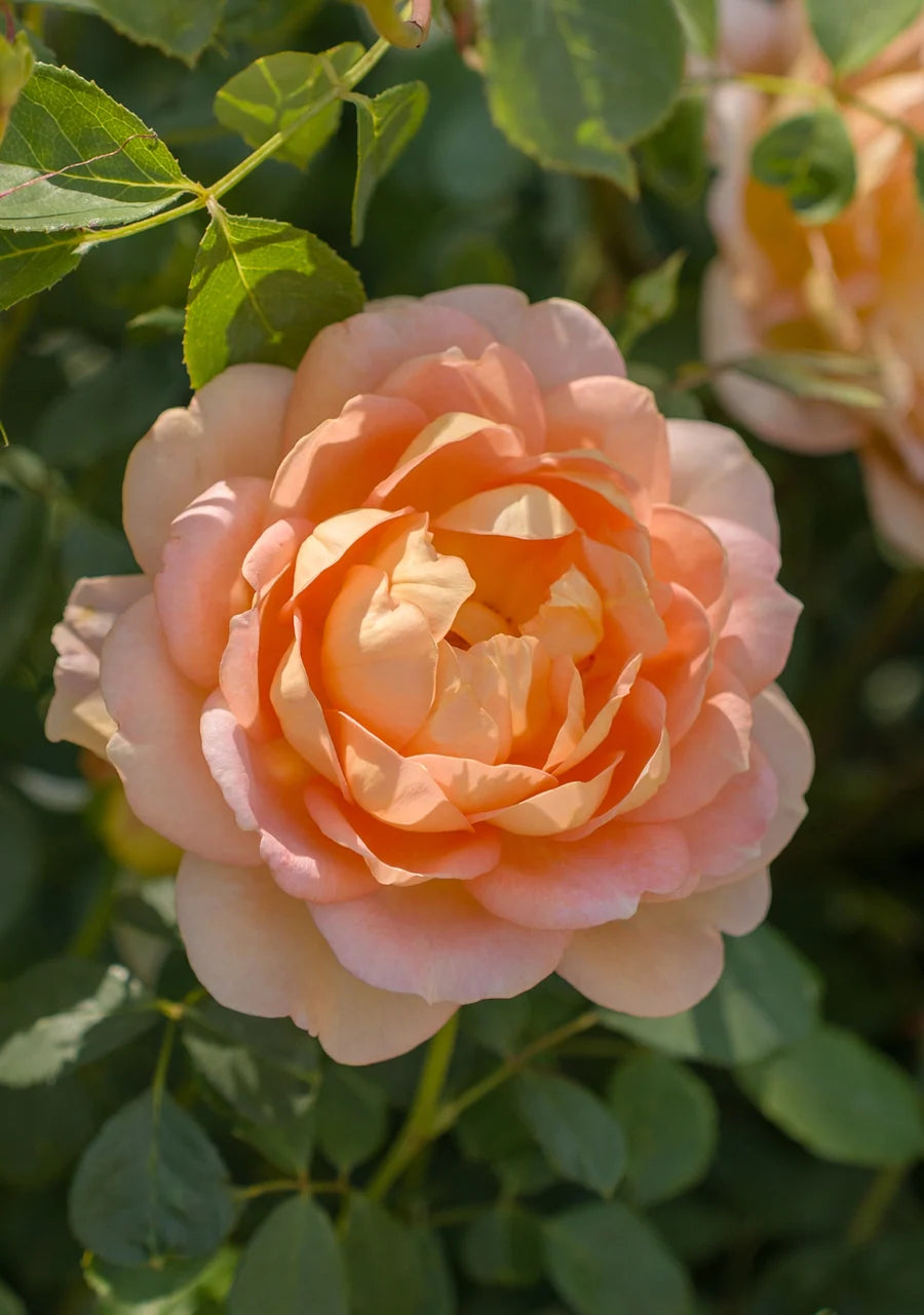 A close-up image of an apricot Lady of Shalott rose bloom with many layered petals, surrounded by green leaves.
