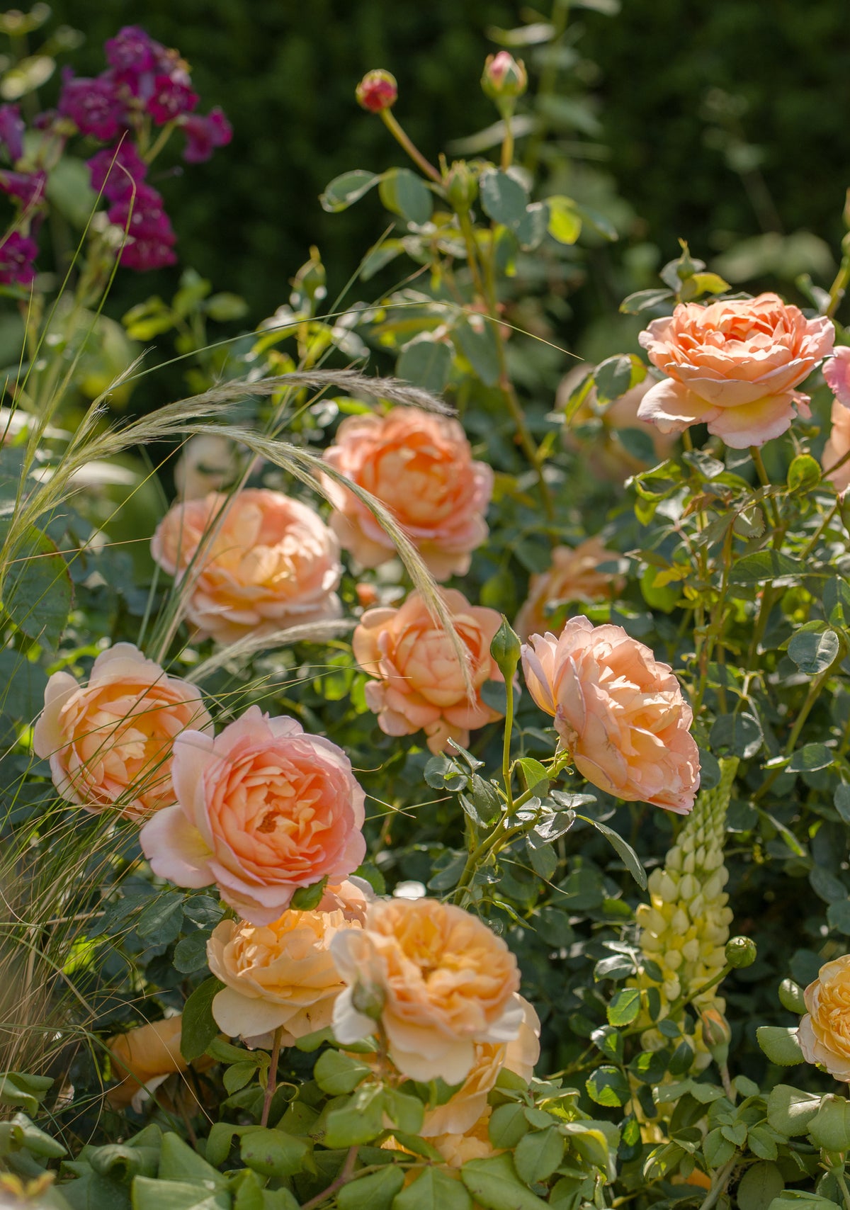 A close-up garden scene showing peachy blush blooms of the Lady of Shalott rose in full bloom among green foliage and blades of grass.