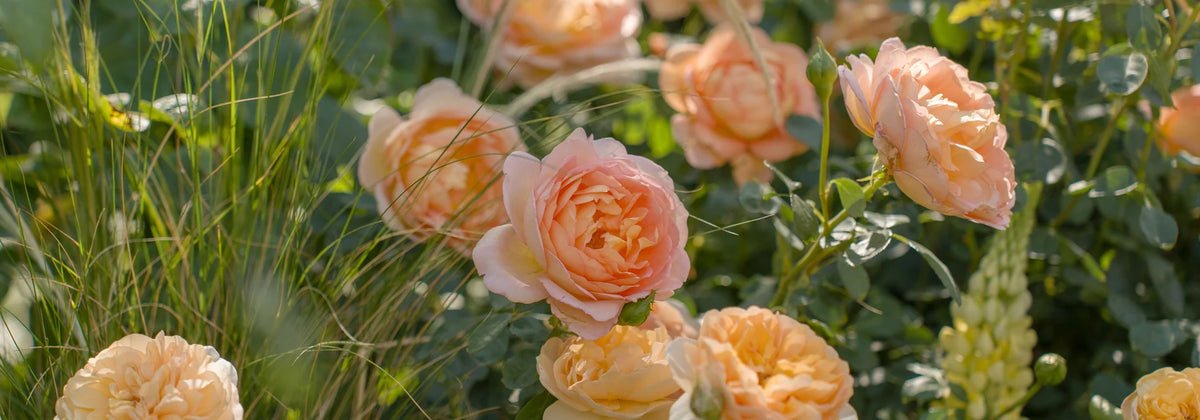 Bare root roses with brown roots, green stems and white name labels, photographed on a weathered grey wood surface.