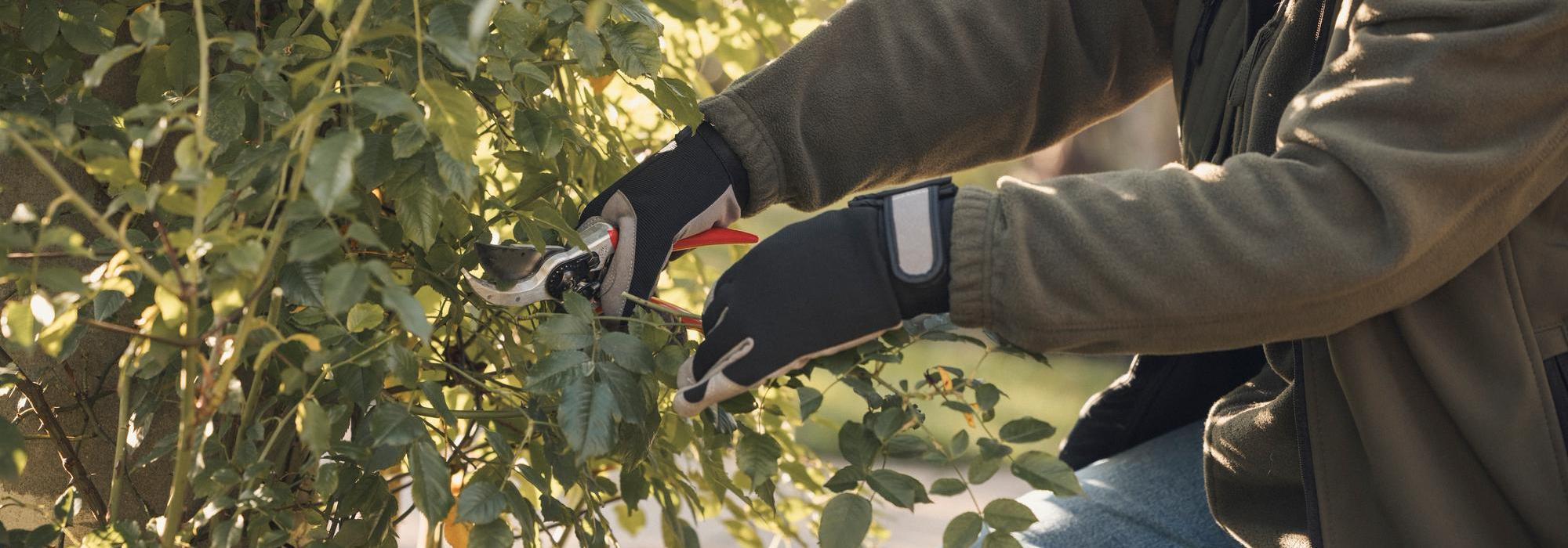 Woman pruning a David Austin rose