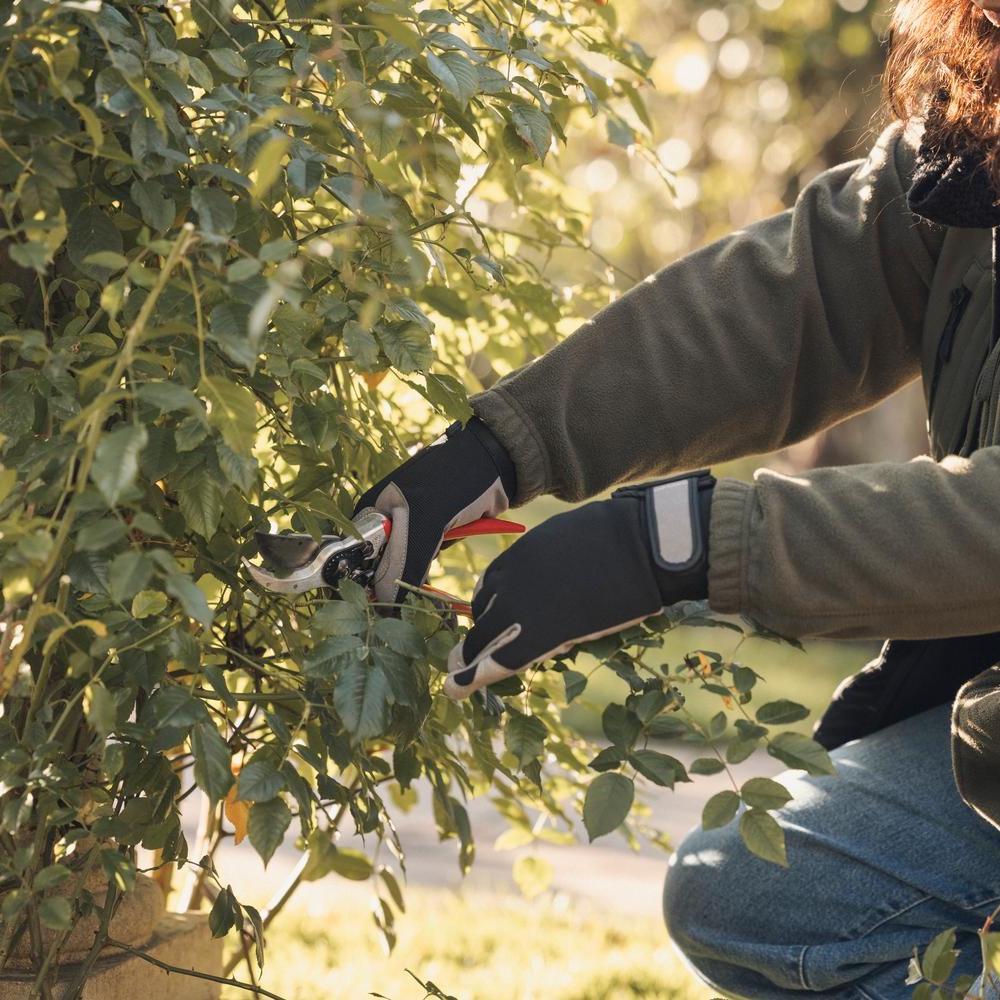 Woman pruning a David Austin rose