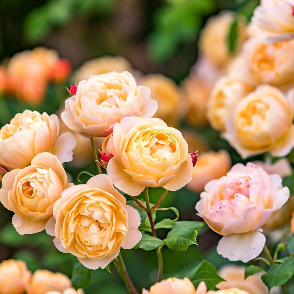 Roald_Dahl English shrub rose bred by David Austin with rain damage on the petals