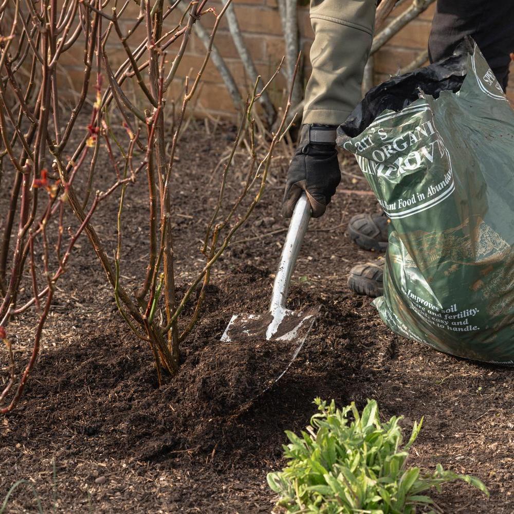 Person using a spade to mulch a rose
