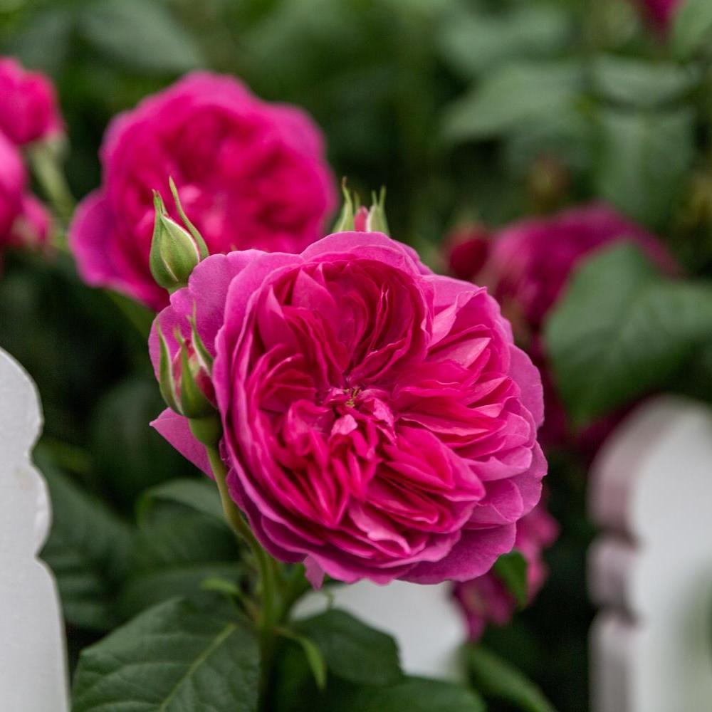 James L. Austin rose bred by David Austin