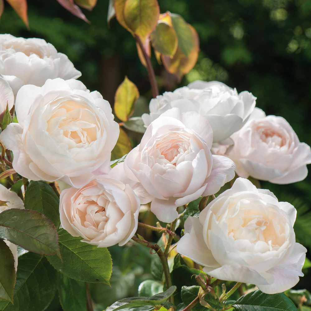 Desdemona white English rose bred by David Austin