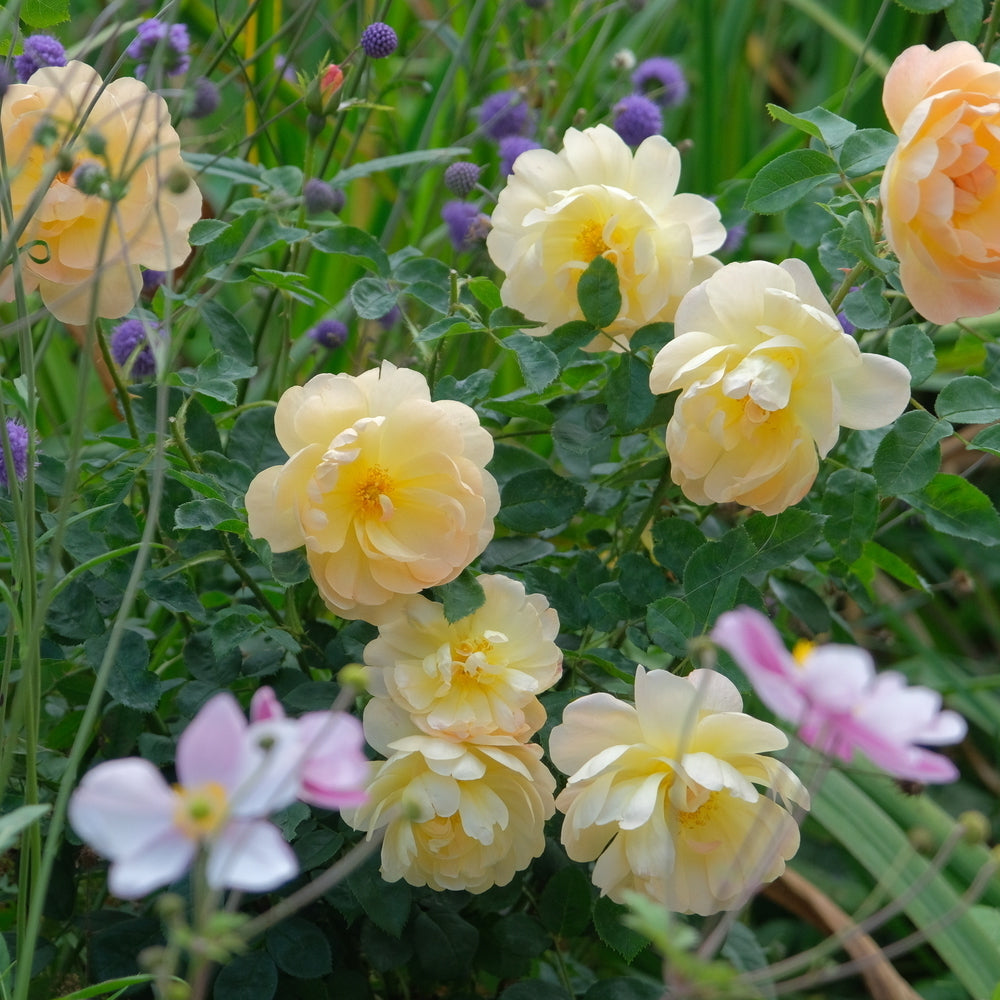 Apricot pink rose lark ascending bred by david austin with Pale pink Anemone companion plant